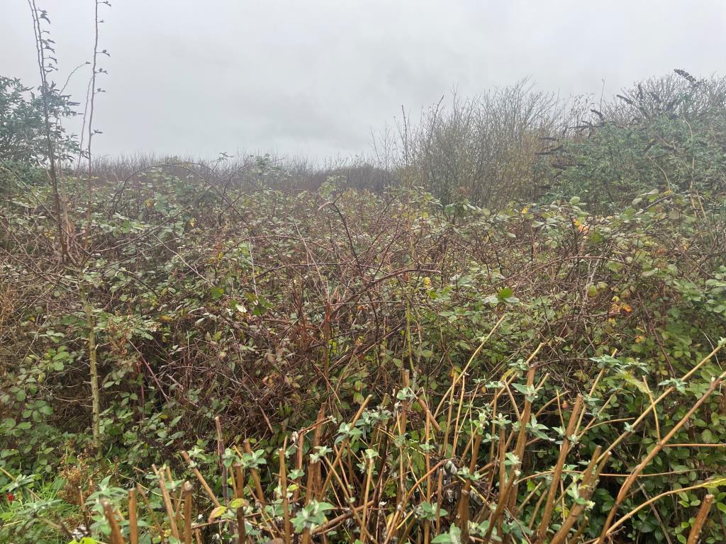 Lot: 64 - FREEHOLD LAND - Overgrown parcel of land